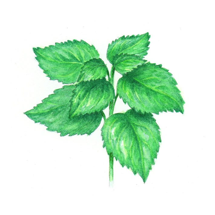ハーブ専門店 Enherb 公式webサイト パチュリ エッセンシャルオイル 5ml アロマオイル サントリーグループのハーブ専門店 Enherb エンハーブ ハーブティー エッセンシャルオイル ハーブコスメ 株式会社コネクト