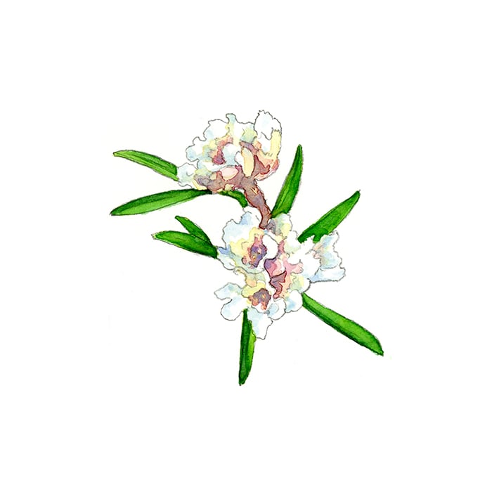 フラゴニア 5ml エッセンシャルオイル