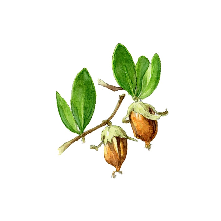 ホホバ 30ml キャリアオイル