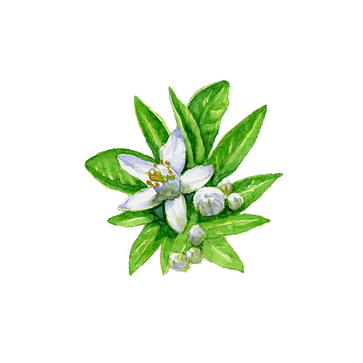 ハーブ専門店 Enherb 公式webサイト ネロリ エッセンシャルオイル 1ml アロマオイル サントリーグループのハーブ専門店 Enherb エンハーブ ハーブティー エッセンシャルオイル ハーブコスメ 株式会社コネクト ハーブ専門店 Enherb 公式webサイト ネロリ エッセンシャルオイル 1ml アロマオイル サントリーグループのハーブ専門店 Enherb エンハーブ ハーブティー エッセンシャルオイル ハーブコスメ 株式会社コネクト