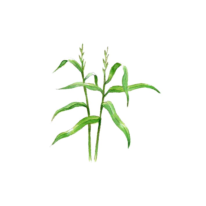 ハーブ専門店 Enherb 公式webサイト パルマローザ エッセンシャルオイル 5ml アロマオイル サントリーグループのハーブ専門店 Enherb エンハーブ ハーブティー エッセンシャルオイル ハーブコスメ 株式会社コネクト