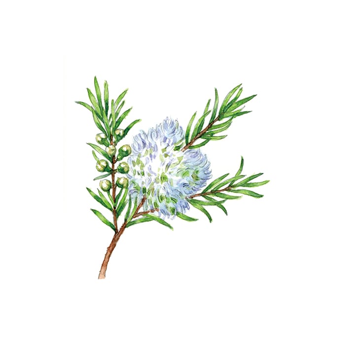 ハーブ専門店 Enherb 公式webサイト ティートゥリー エッセンシャルオイル 5ml アロマオイル サントリーグループのハーブ専門店 Enherb エンハーブ ハーブティー エッセンシャルオイル ハーブコスメ 株式会社コネクト ハーブ専門店 Enherb 公式webサイト ティートゥリー エッセンシャルオイル 5ml アロマオイル サントリーグループのハーブ専門店 Enherb エンハーブ ハーブティー エッセンシャルオイル ハーブコスメ 株式会社コネクト