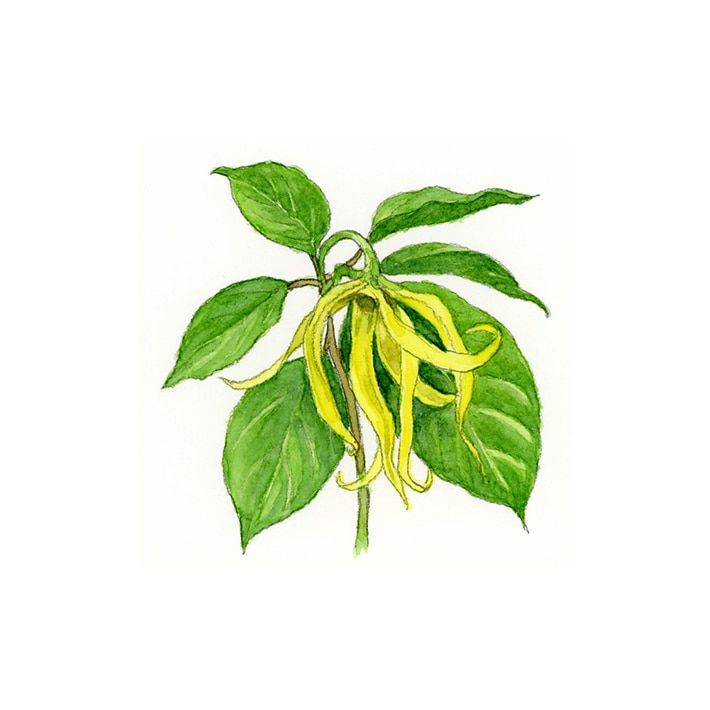 イランイラン 5ml エッセンシャルオイル