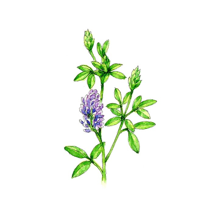 アルファルファ 15g 茶葉