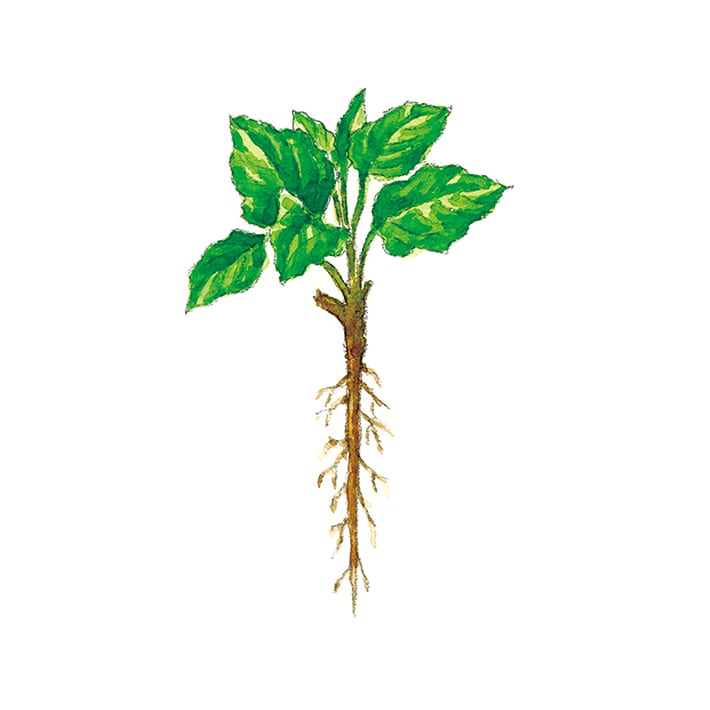 バードック 30g 茶葉