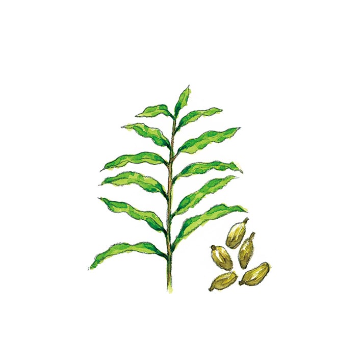 カルダモン 20g 茶葉