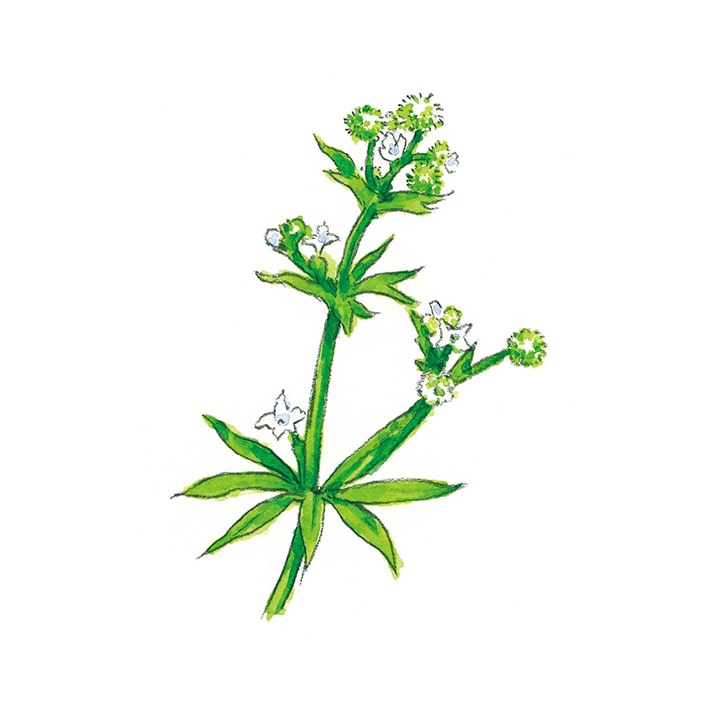 ハーブ専門店「enherb（エンハーブ）」公式WEBサイト