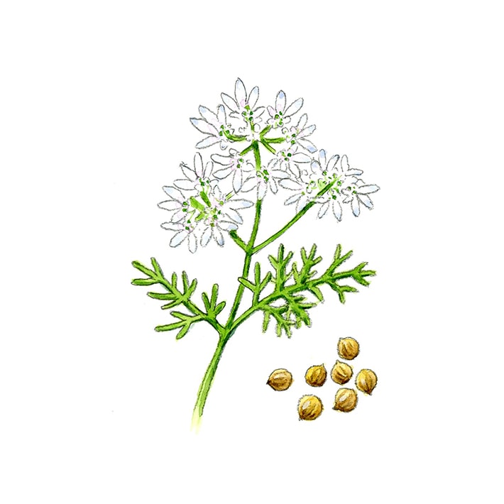 ハーブ専門店「enherb(エンハーブ)」公式WEBサイト ハーブ専門店「enherb(エンハーブ)」公式WEBサイト