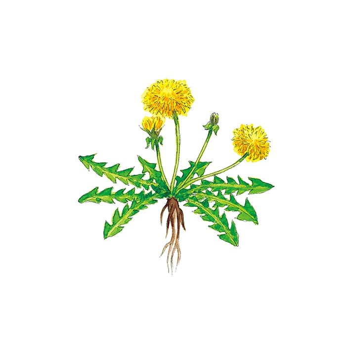 ダンディライオンリーフ 15g 茶葉