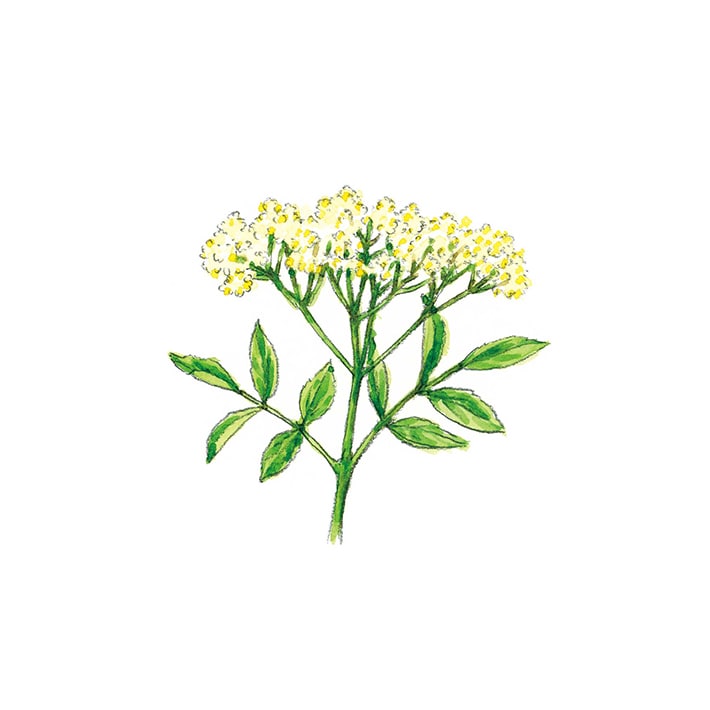 ハーブ専門店 Enherb 公式webサイト エルダーフラワー 茶葉 15g ハーブティー サントリーグループのハーブ専門店 Enherb エンハーブ ハーブティー エッセンシャルオイル ハーブコスメ 株式会社コネクト