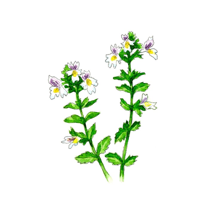 ハーブ専門店 Enherb 公式webサイト アイブライト 茶葉 g ハーブティー サントリーグループのハーブ専門店 Enherb エンハーブ ハーブティー エッセンシャルオイル ハーブコスメ 株式会社コネクト ハーブ専門店 Enherb 公式webサイト アイブライト 茶葉 g ハーブティー サントリーグループのハーブ専門店 Enherb エンハーブ ハーブティー エッセンシャルオイル ハーブコスメ 株式会社コネクト