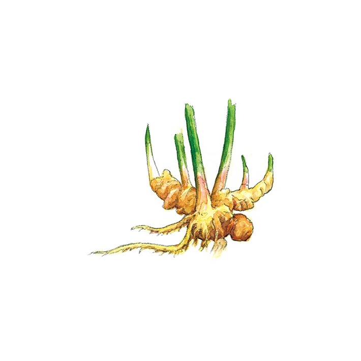 【正規品】レモンフラワー　1本　緑茶　1本　バーナー芯　1個 51jyzZfZF4L._UF350,350_QL50_.jpg