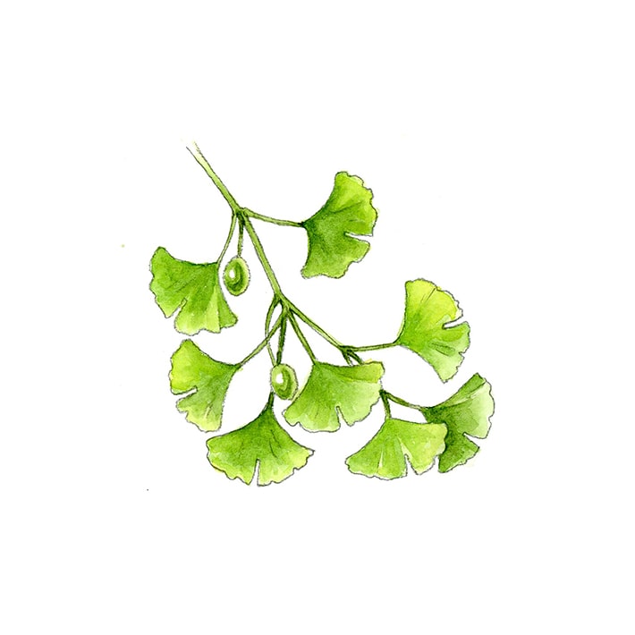 ギンコウ 15g 茶葉