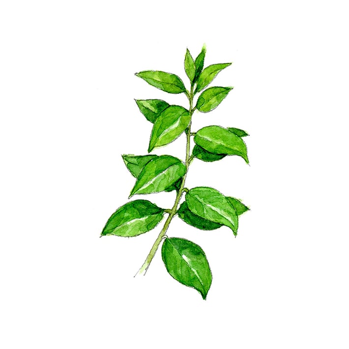 ギムネマ 15g 茶葉