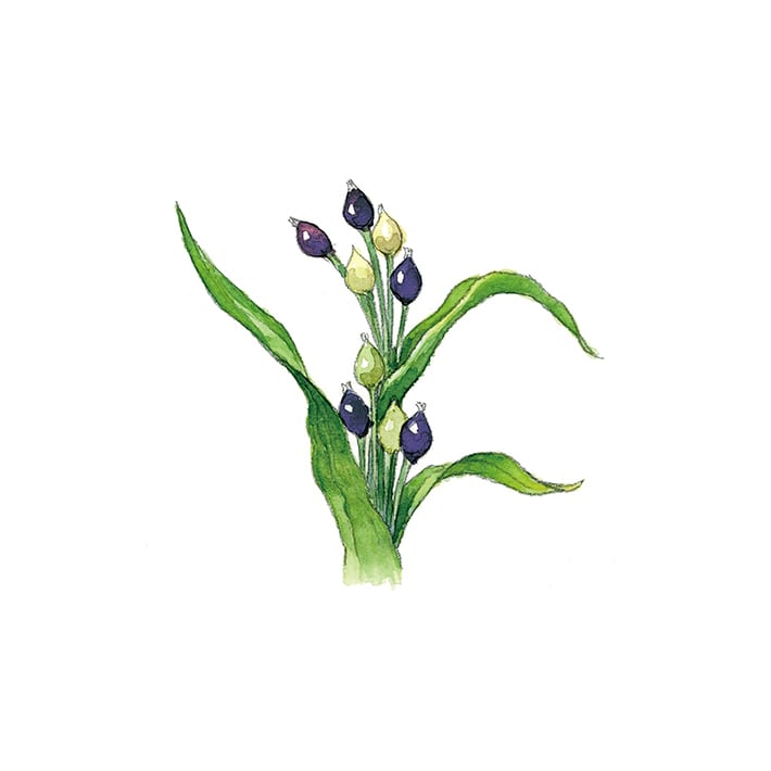 ハトムギ 30g 茶葉