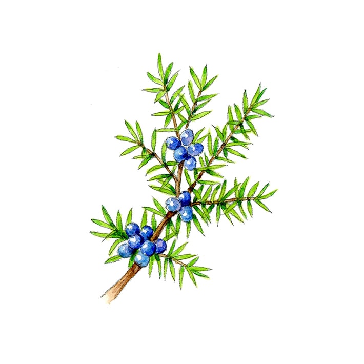 ジュニパー 20g 茶葉