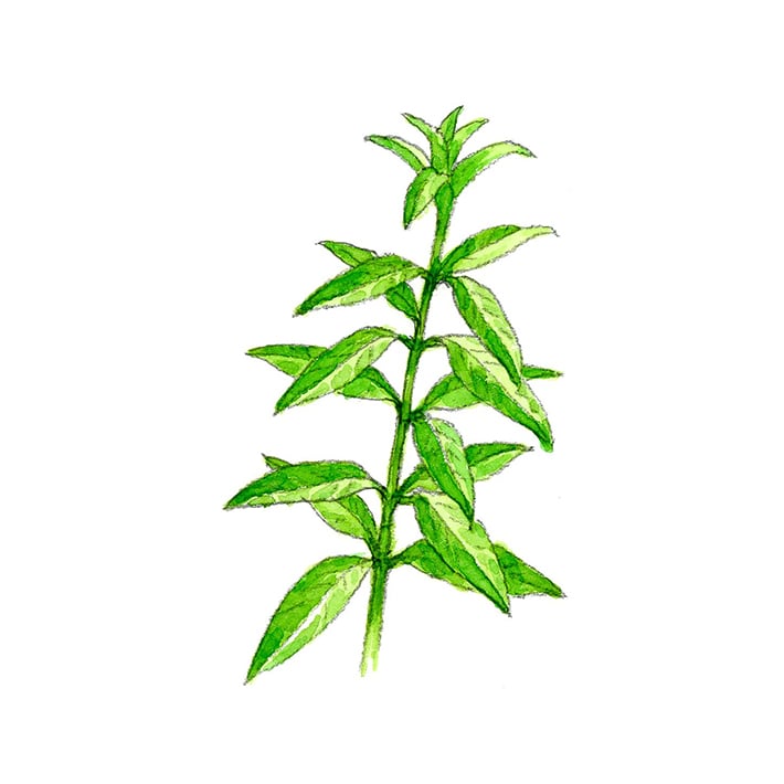 ハーブ専門店 Enherb 公式webサイト レモンバーベナ 茶葉 15g ハーブティー サントリーグループのハーブ専門店 Enherb エンハーブ ハーブティー エッセンシャルオイル ハーブコスメ 株式会社コネクト