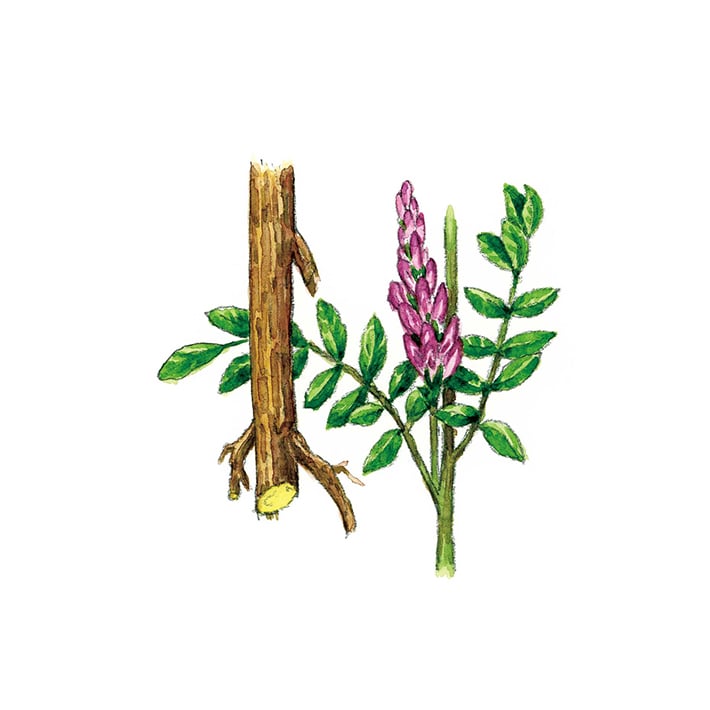 リコリス 30g 茶葉