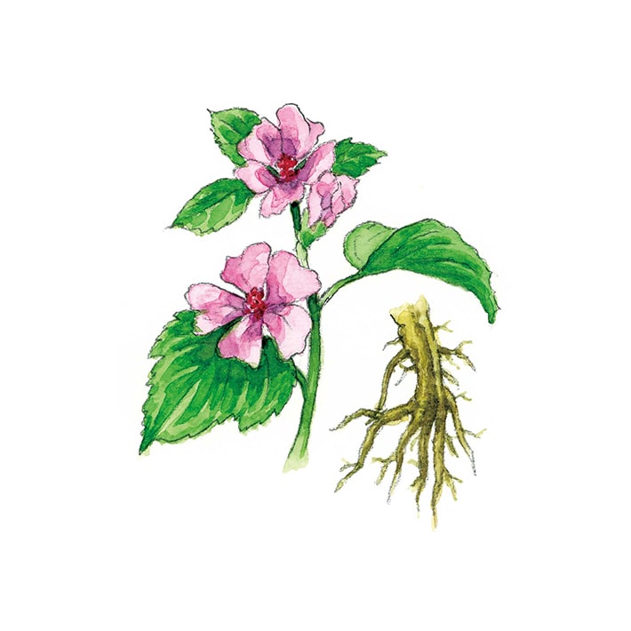 ハーブ専門店「enherb（エンハーブ）」公式WEBサイト マシュマロ