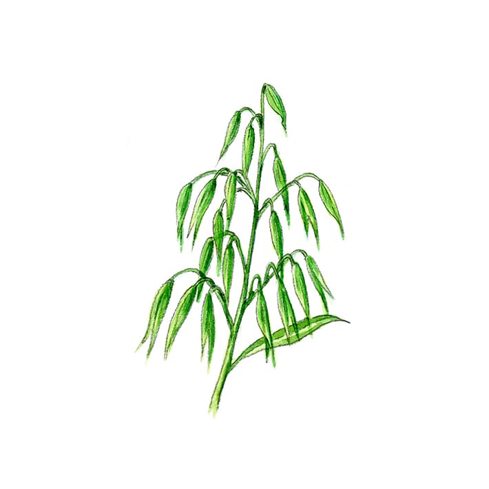 オート 15g 茶葉