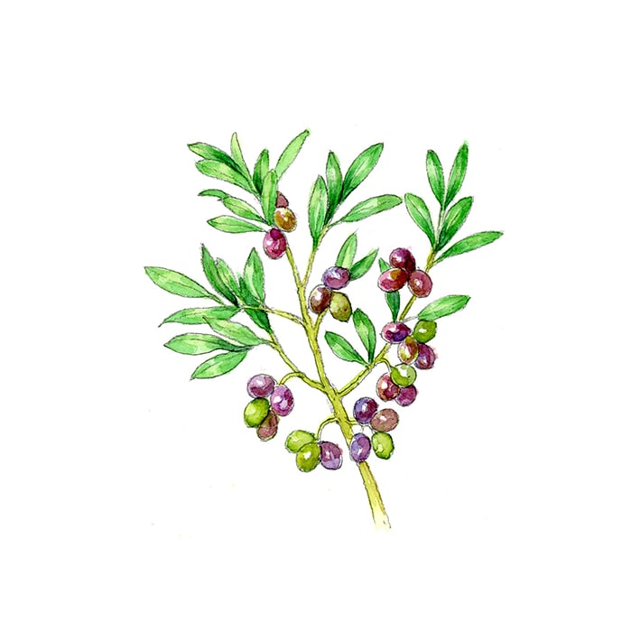 オリーブリーフ 15g 茶葉