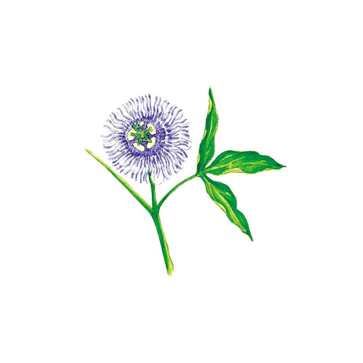 パッションフラワー 15g 茶葉