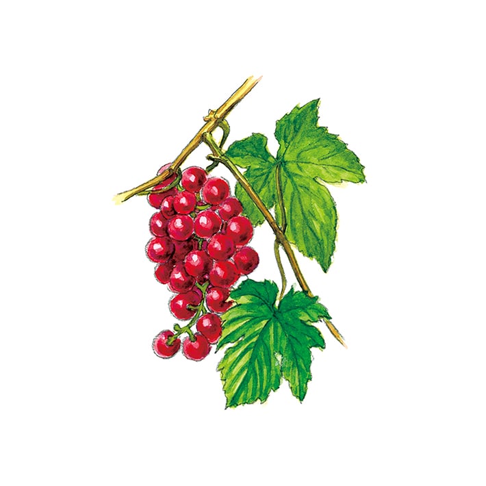 レッドグレープリーフ 15g 茶葉