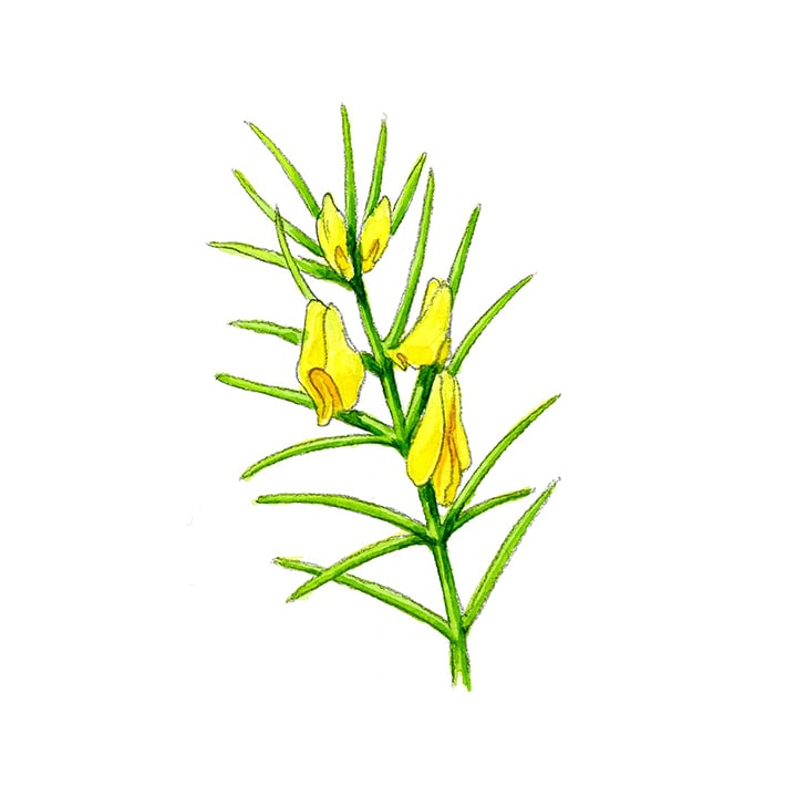 グリーンルイボス 25g 茶葉