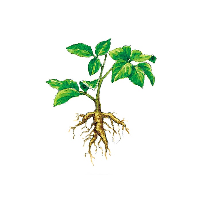 シベリアンジンセン 25g 茶葉