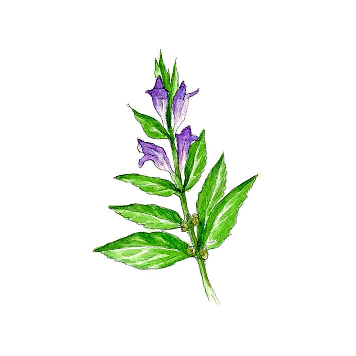 スカルキャップ 15g 茶葉