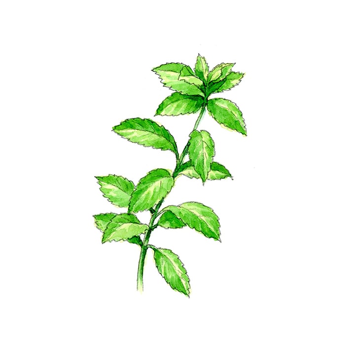 ハーブ専門店 Enherb 公式webサイト ステビアリーフ 茶葉 10g ハーブティー サントリーグループのハーブ専門店 Enherb エンハーブ ハーブティー エッセンシャルオイル ハーブコスメ 株式会社コネクト