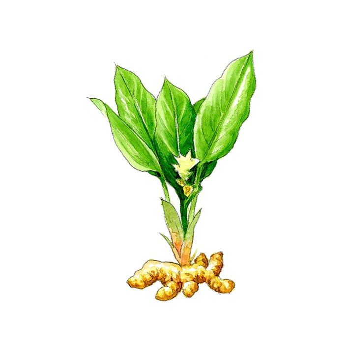 ターメリック 20g 茶葉