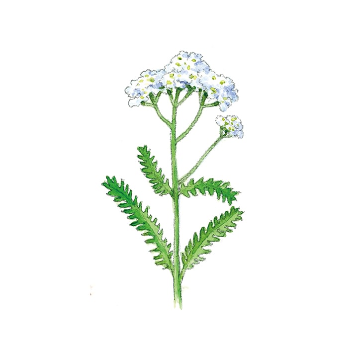ハーブ専門店 Enherb 公式webサイト ヤロウ 茶葉 15g ハーブティー サントリーグループのハーブ専門店 Enherb エンハーブ ハーブティー エッセンシャルオイル ハーブコスメ 株式会社コネクト ハーブ専門店 Enherb 公式webサイト ヤロウ 茶葉 15g ハーブティー サントリーグループのハーブ専門店 Enherb エンハーブ ハーブティー エッセンシャルオイル ハーブコスメ 株式会社コネクト