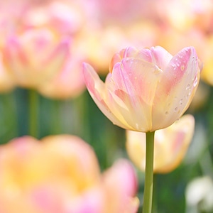 新たなスタートを彩るハーバルライフ