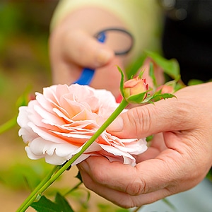 阿蘇の香り豊かなフレッシュローズ