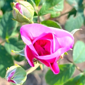 Enherb ブログ ココロとカラダ を整える月のバイオリズム 3 13 3 28 ハーブをこよなく愛する者たちの課外活動