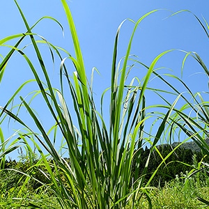 今年も開催決定！ 南阿蘇村産生レモングラスをお届けします