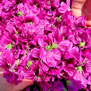 ココロとカラダに潤いを与える魔法のハーブ「ブルーマロウ」