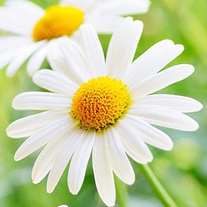 〈植物のお医者さん〉コンパニオンプランツとは？