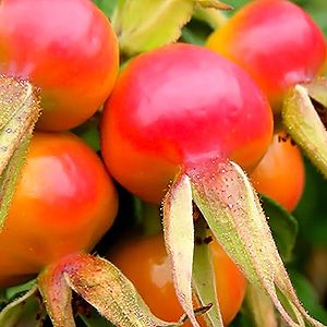 女性の味方！ ローズヒップの魅力