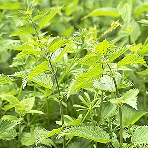 2月のおすすめハーブ「ネトル」