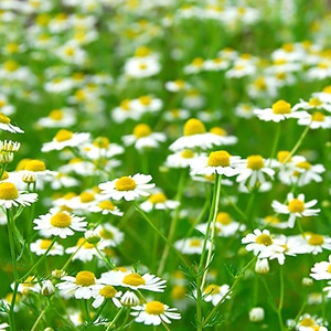 4月のおすすめハーブ「カモミール」