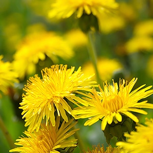 5月のおすすめハーブ「ダンディライオン」