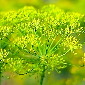 7月のおすすめハーブ「フェンネル」