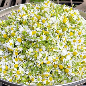 南阿蘇村でカモミールの収穫体験！ 初摘みハーブ茶お届けします