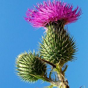 9月のおすすめハーブ「ミルクシスル」