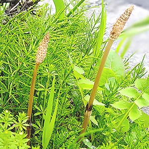 春のハーブな散歩道