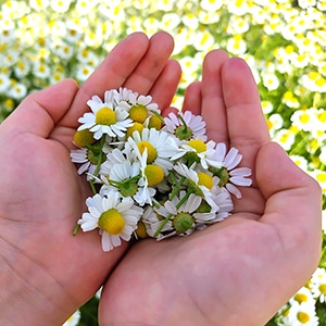 摘んで、飲んで、気分もあがる！ フードドライヤーでつくるカモミールティー