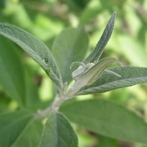 5月のおすすめハーブ「セージ」