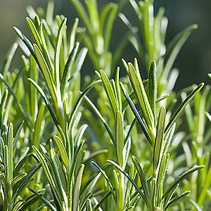 6月のおすすめハーブ「ローズマリー」